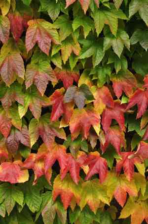 Virginia creeper(Parthenocissus quinquefolia)