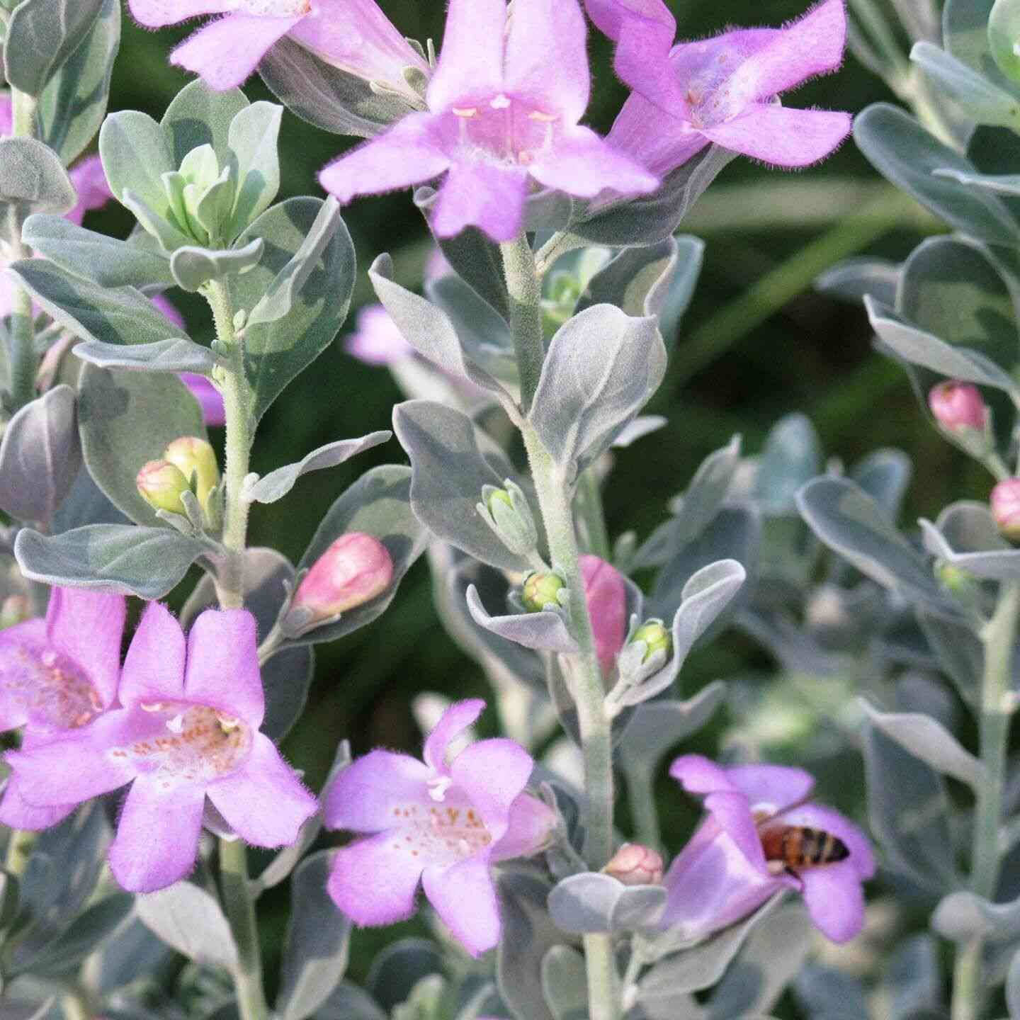 Texas ranger(Leucophyllum frutescens)