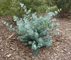 Silverleaf mountain gum(Eucalyptus pulverulenta)