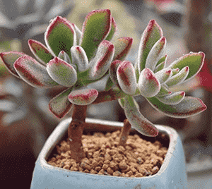 Chenille plant(Echeveria pulvinata)