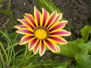 Flaming sword bromeliad(Lutheria splendens)