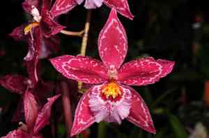 Oncidium leleui(Oncidium leleui)