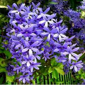 Queen's wreath(Petrea volubilis)
