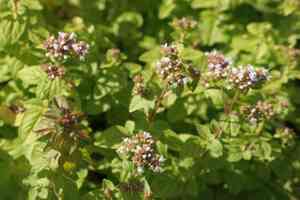 Greek oregano(Origanum onites)