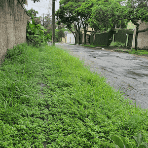Tropical Mexican clover(Richardia brasiliensis)