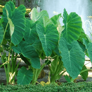 Taro(Colocasia esculenta)