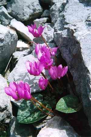 Purple cyclamen(Cyclamen purpurascens)