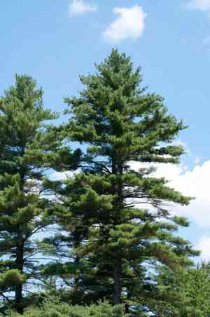Eastern white pine(Pinus strobus)