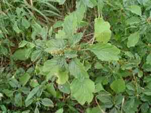 Purple amaranth(Amaranthus blitum)