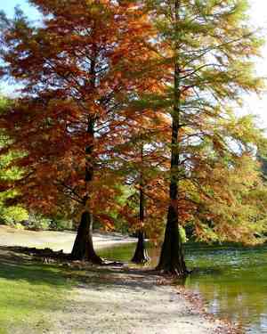 Bald cypress(Taxodium distichum)