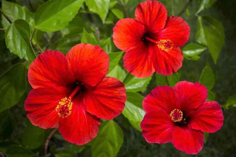 Swamp rose mallow(Hibiscus moscheutos)