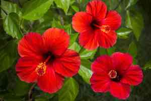 Swamp rose mallow(Hibiscus moscheutos)