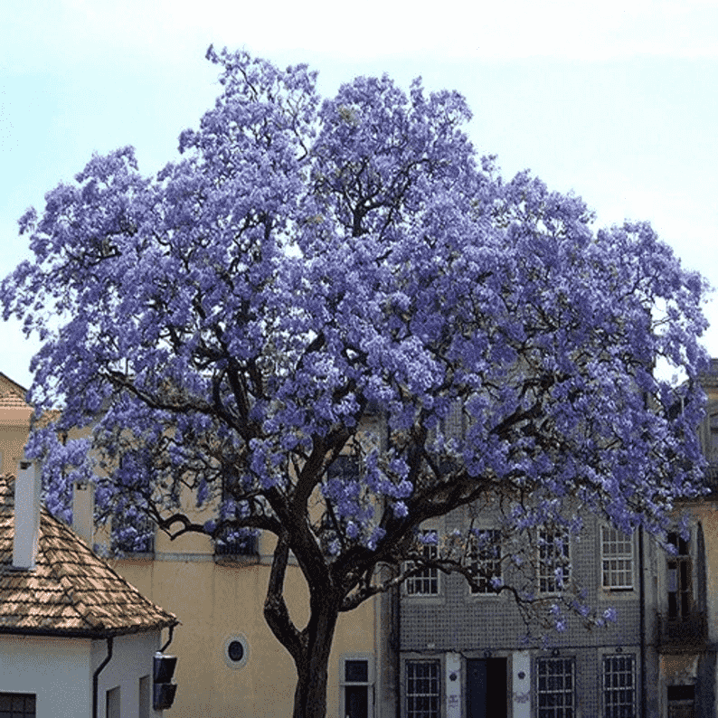 Empress tree(Paulownia tomentosa)