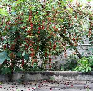 Black mulberry(Morus nigra)