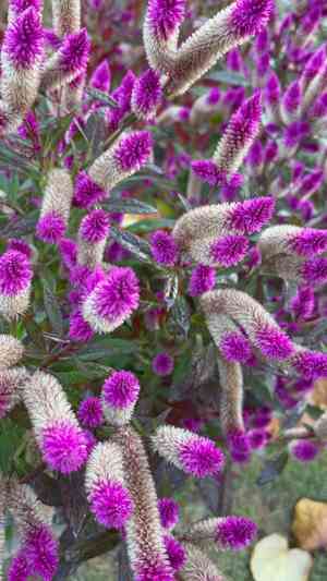 Plumed cockscomb(Celosia argentea)