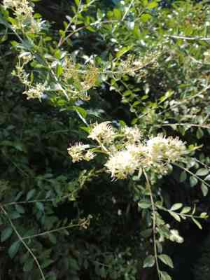 Egyptian-privet(Lawsonia inermis)