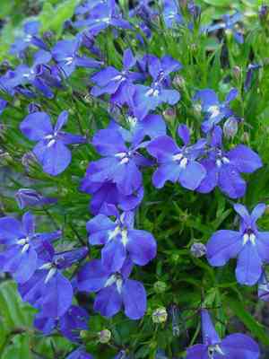 Edging lobelia(Lobelia erinus)
