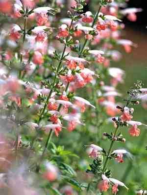 Scarlet sage(Salvia coccinea)
