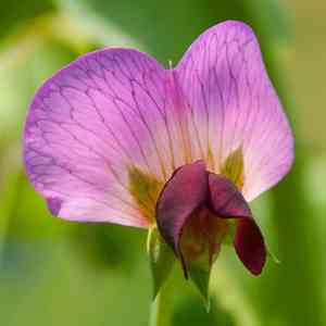 Garden pea(Pisum sativum)