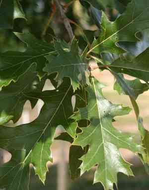 Black oak(Quercus velutina)