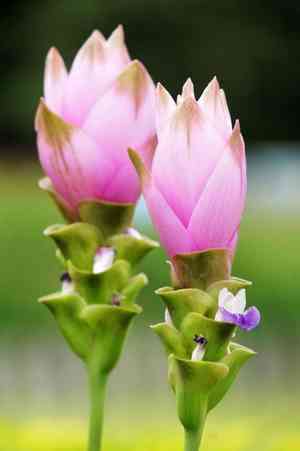 Siam tulip(Curcuma alismatifolia)