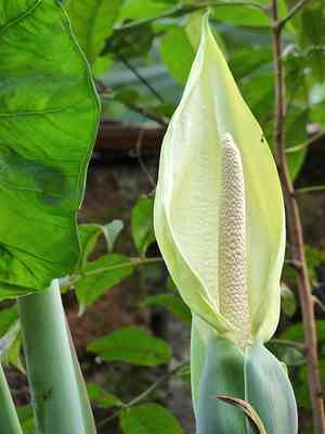 Arrowleaf elephant's ear(Xanthosoma sagittifolium)