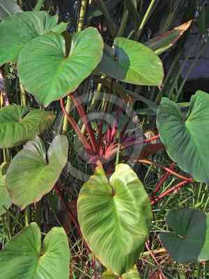 Queen of hearts(Homalomena rubescens)