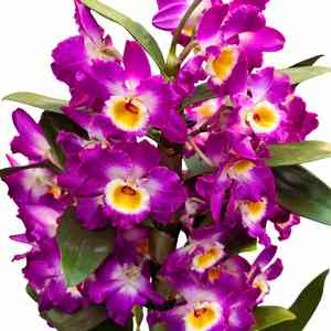 Dendrobium Noble(Dendrobium nobile)