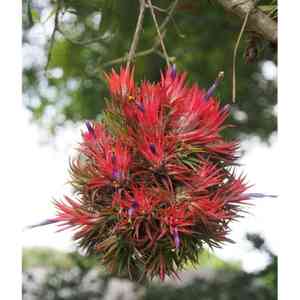 Sky plant(Tillandsia ionantha)