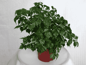 Emerald tree(Radermachera sinica)