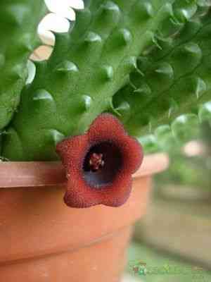 Huernia macrocarpa(Huernia macrocarpa)