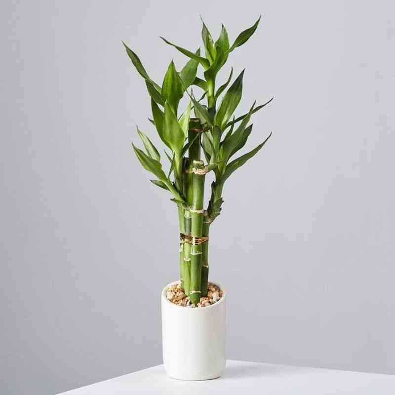 Lucky bamboo(Dracaena sanderiana)