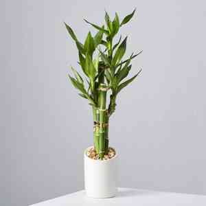 Lucky bamboo(Dracaena sanderiana)