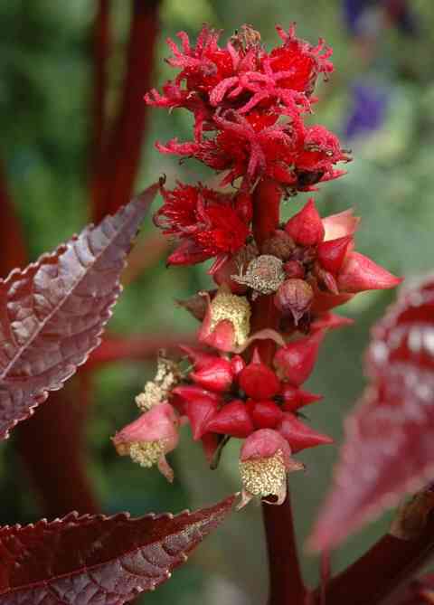 Castor bean(Ricinus communis)
