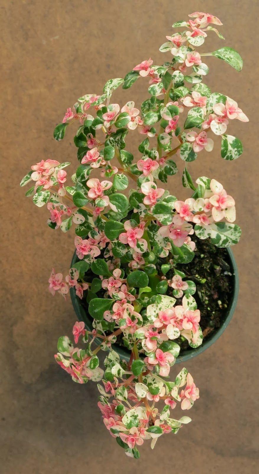 Artillery plant