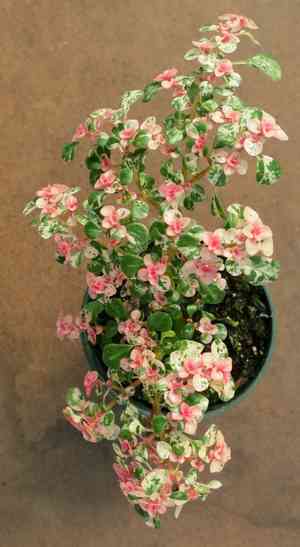 Artillery plant(Pilea microphylla)