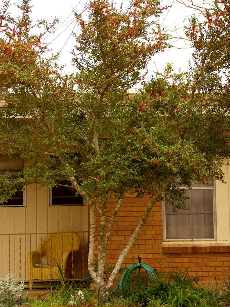 Yaupon(Ilex vomitoria)