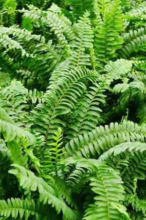 Boston fern(Nephrolepis exaltata)
