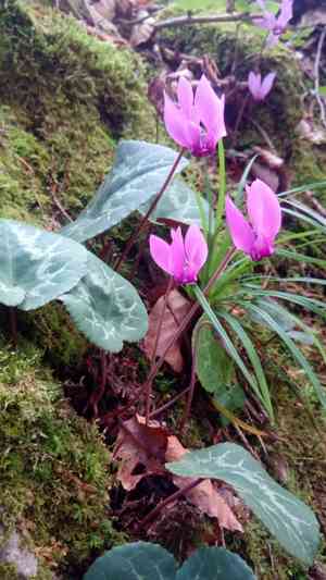 Purple cyclamen(Cyclamen purpurascens)