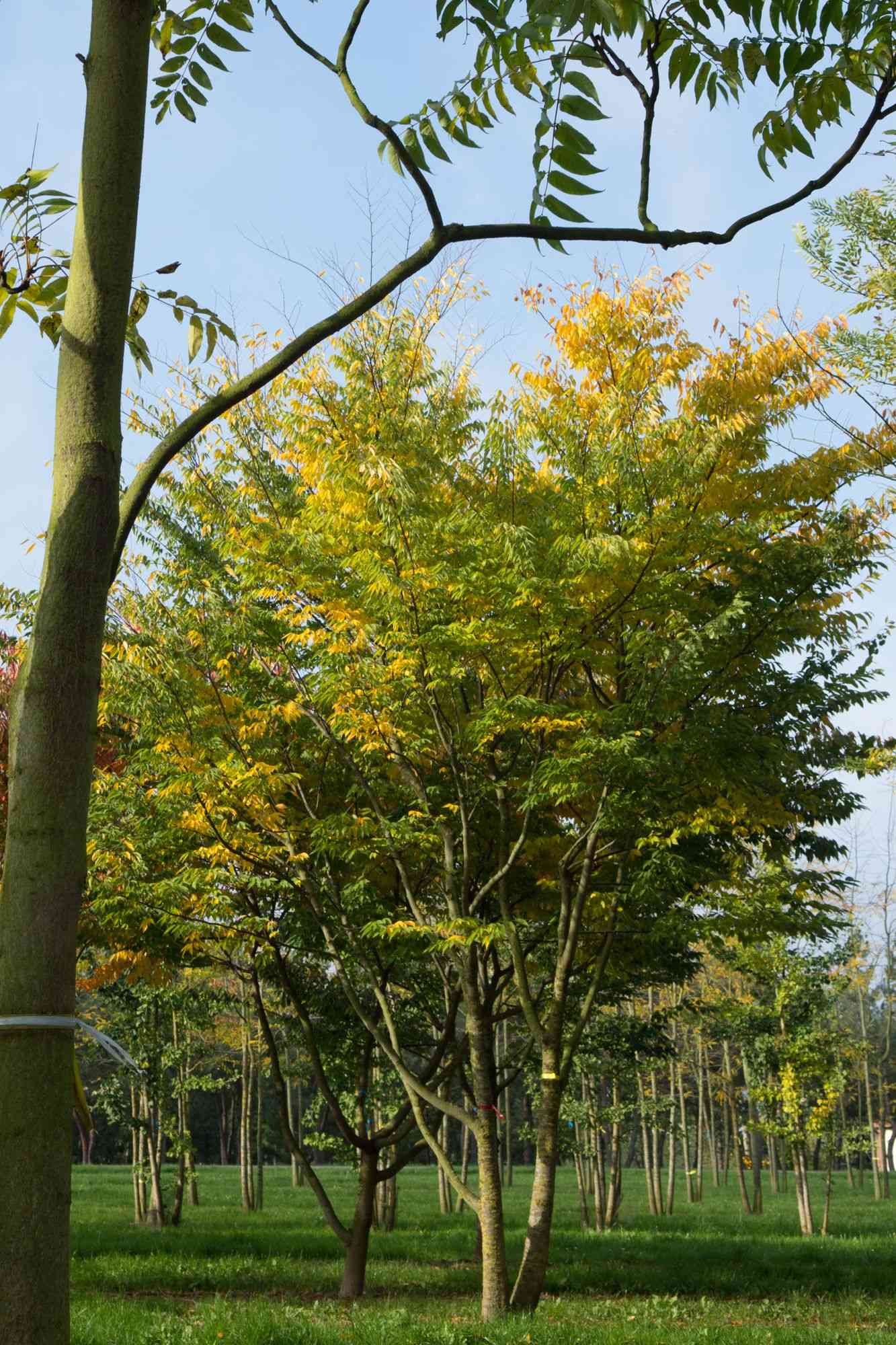 Japanese zelkova(Zelkova serrata)