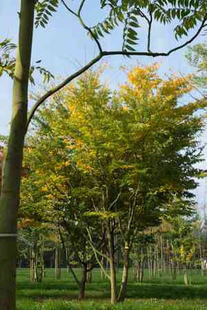 Japanese zelkova(Zelkova serrata)