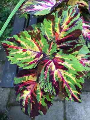 Coleus madagascariensis(Coleus madagascariensis)
