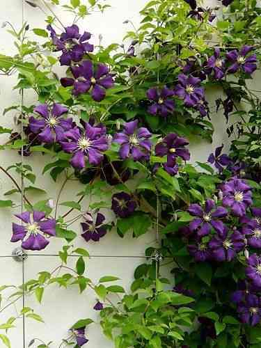 Italian leather flower(Clematis viticella)