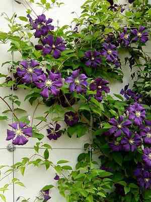 Italian leather flower(Clematis viticella)