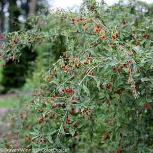 Chinese wolfberry(Lycium barbarum)