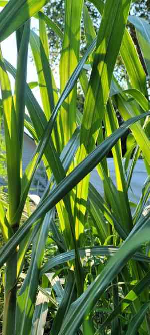 Sugarcane(Saccharum officinarum)