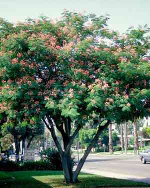 Persian silk tree(Albizia julibrissin)