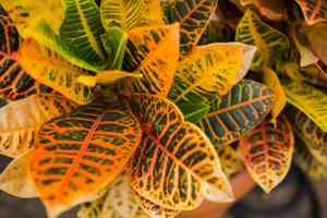 Garden croton(Codiaeum variegatum)