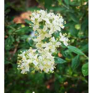 Egyptian-privet(Lawsonia inermis)