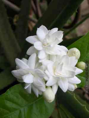 Arabian jasmine(Jasminum sambac)